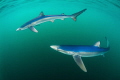   Beautiful blues  